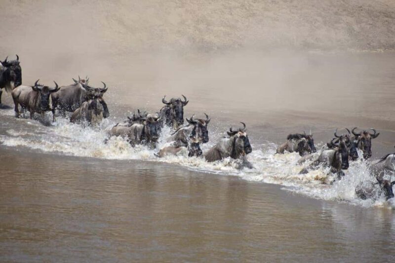 6-Day Majestic Tanzania - High - End - Exploring Tanzania’s Top Wildlife Parks