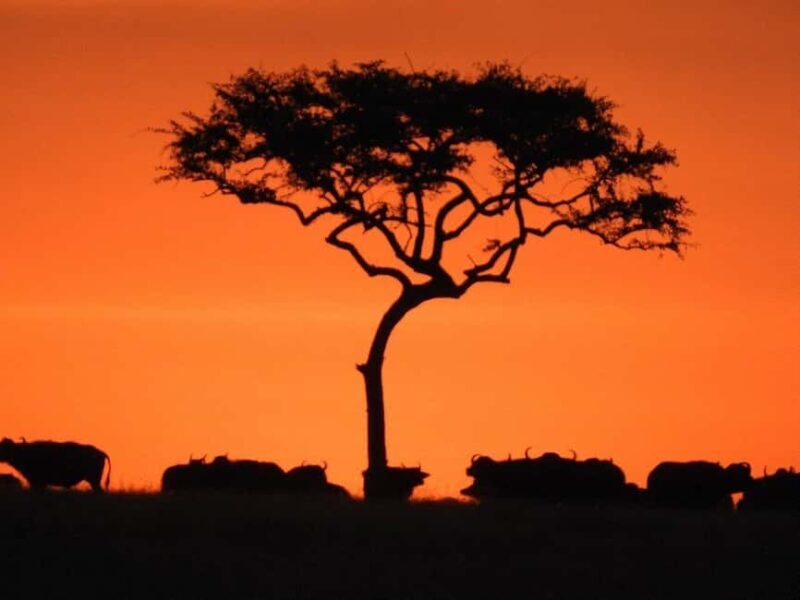 6-Day Majestic Tanzania - High - End - Transport, Guides, and Overall Value
