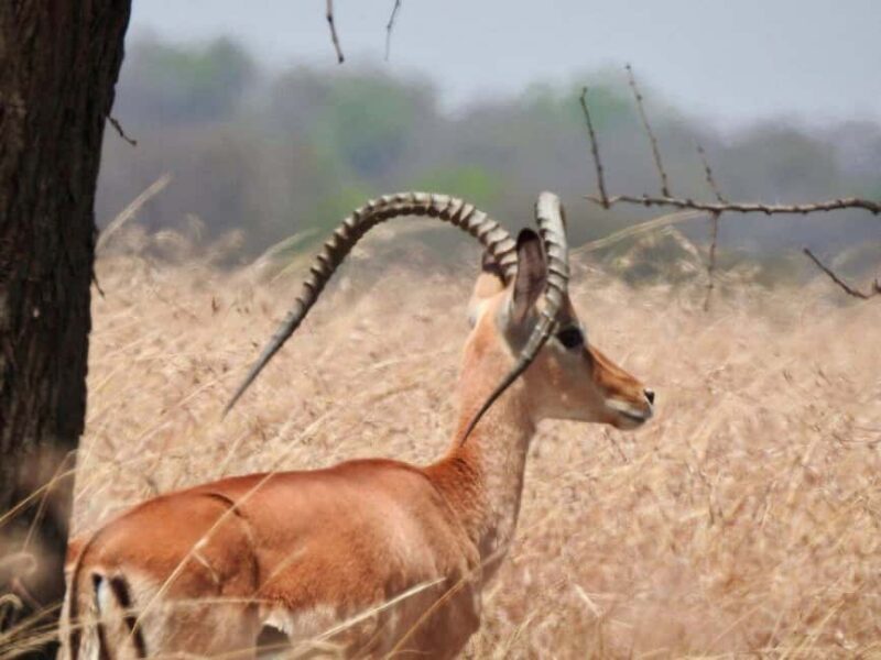 6-Day Majestic Tanzania - High - End - Final Thoughts