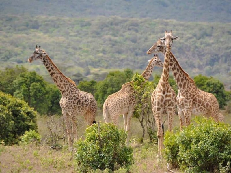 6-Day Marangu Route Kilimanjaro Climb and 2-Day Safari - The Experience: A Deep Dive Into the Kilimanjaro Trek & Safari