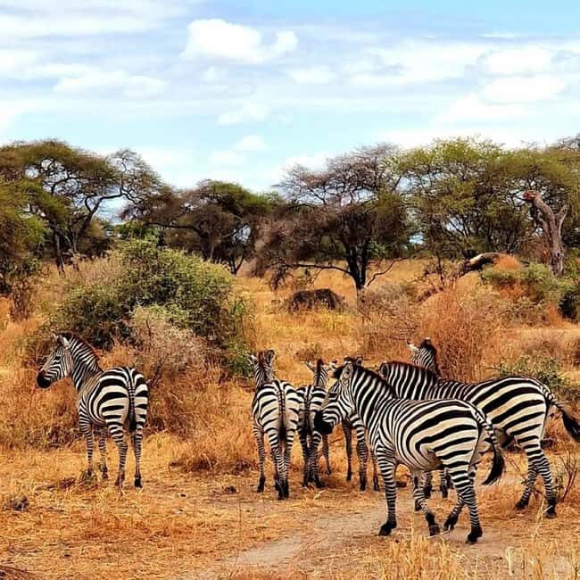 6-Day Marangu Route Kilimanjaro Climb and 2-Day Safari - Final Thoughts