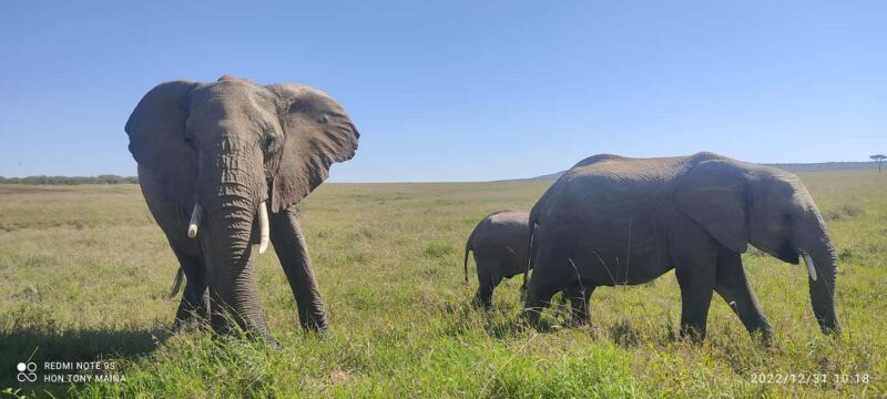 6-Day Mid-Luxury Safari: Luxury Accommodation - What’s Included and What’s Not?