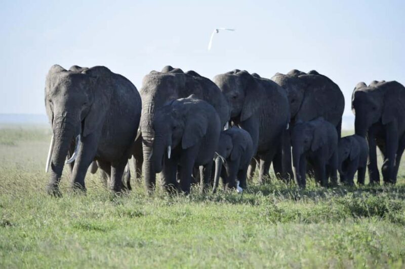 6-Day Mid-Luxury Safari: Luxury Accommodation - Practical Tips for Travelers