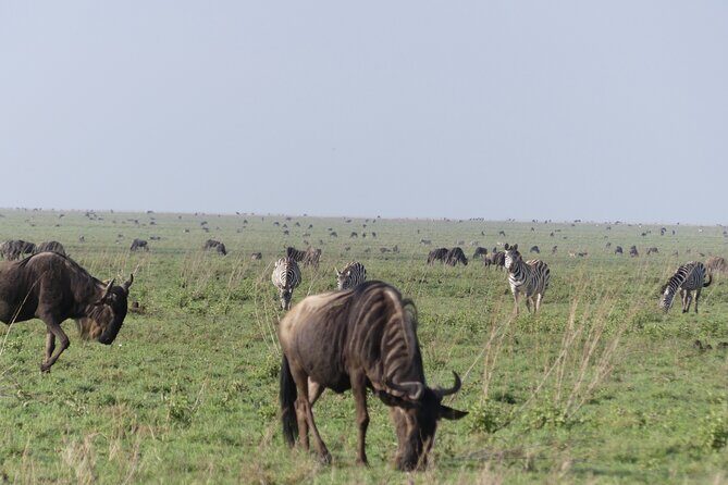 6-Day Northern Safari - FAQs