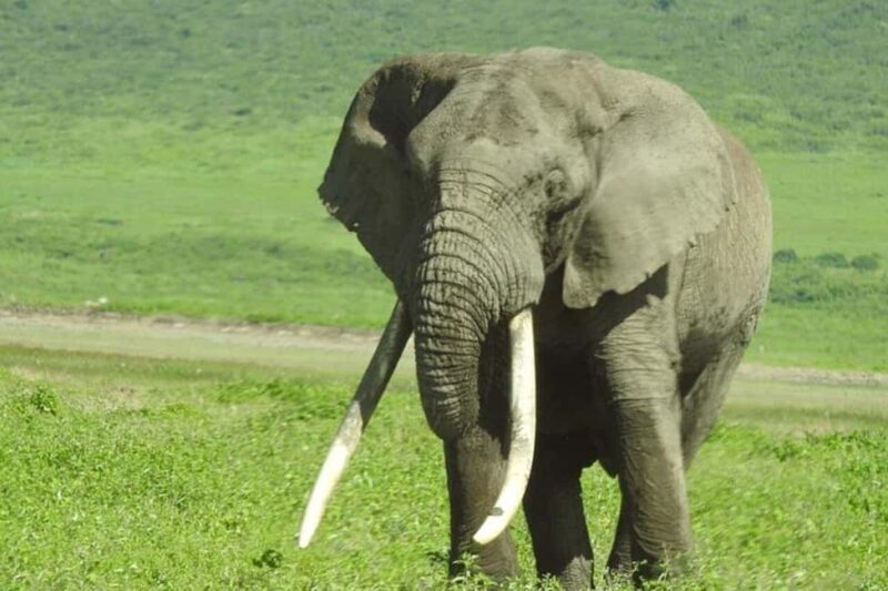 6 - Day Northern Tanzania Affordable Safari - An Overview of the Itinerary and What You Can Expect