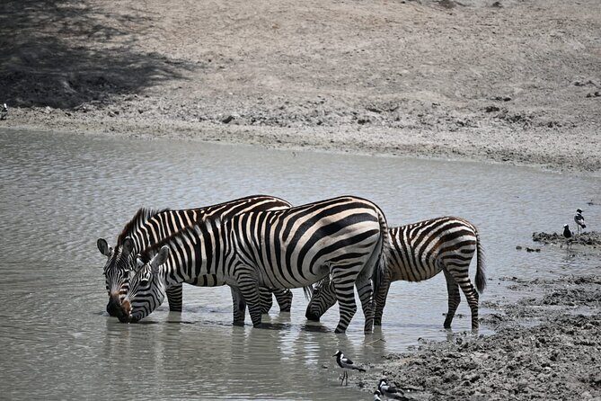 6-day Private Camping Safari Tour from Kilimanjaro Airport - Final Thoughts
