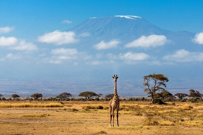 6-Day Private Landcruiser Safari to Masai Mara, Nakuru & Amboseli - Value for Money: Is It Worth It?