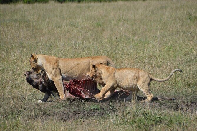 6-Day Private Landcruiser Safari to Masai Mara, Nakuru & Amboseli - Who Should Book This Safari?