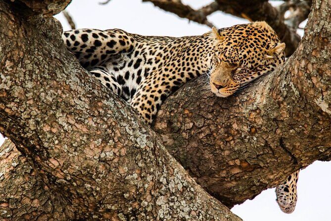 6-Day Private midrange Tour in Arusha with Airport Pickup - Key Points