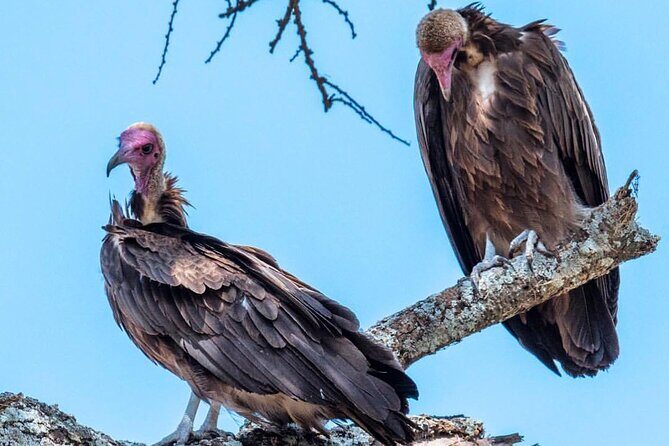 6-Day Private midrange Tour in Arusha with Airport Pickup - What Sets This Tour Apart?