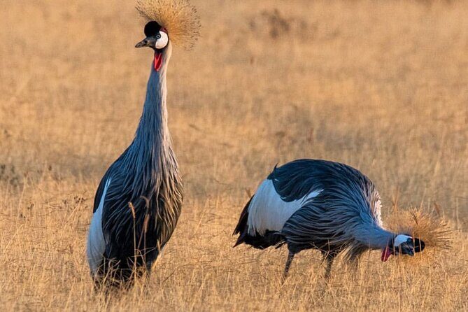6-Day Private midrange Tour in Arusha with Airport Pickup - Practical Aspects and Tips