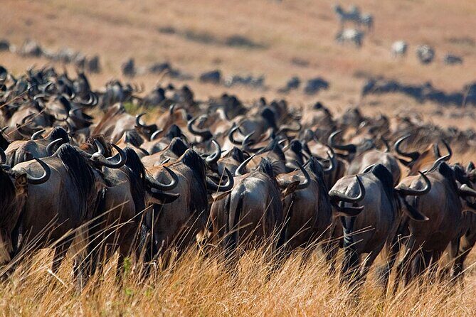 6-Day Private Tanzania Safari - Pricing and Value