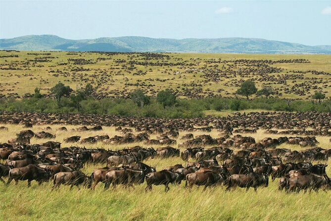 6-Day Private Tour in Samburu, Nakuru and Maasai Mara - Is This Tour Worth the Price?