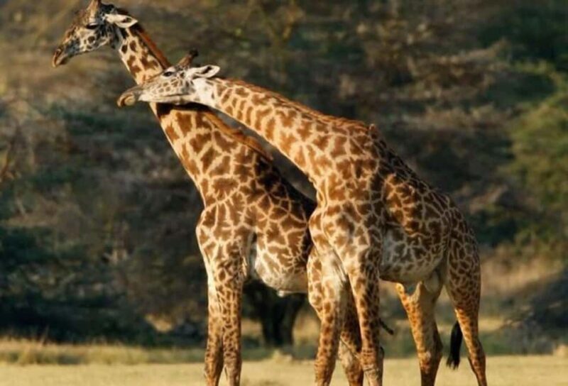 6-Day Private Wildlife and Cultural Tourism Safari - Key Points