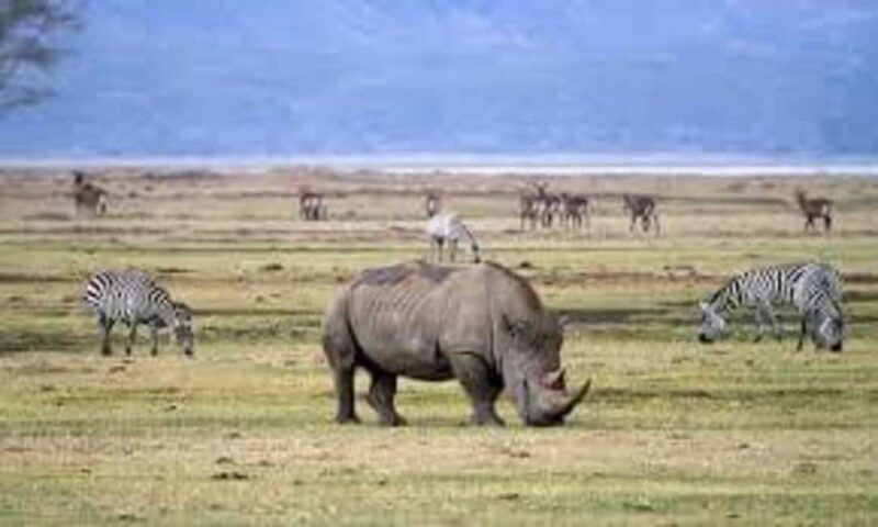 6-Day Private Wildlife and Cultural Tourism Safari - What to Bring and Practical Tips