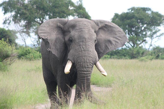 6-Day Queen Elizabeth and Mburo Luxury Safari - Who Will Love This Tour?