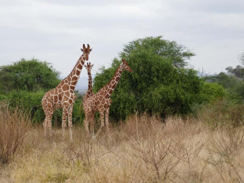 6-Day Safari Adventure: Samburu, Aberdare and Lake Naivasha - Exploring the Heart of Kenya: What to Expect