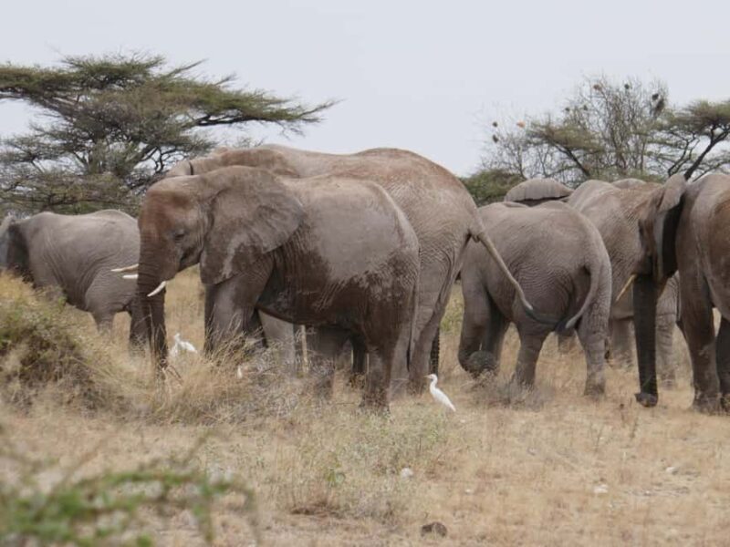 6-Day Safari Adventure: Samburu, Aberdare and Lake Naivasha - What’s Not Included and Practical Tips
