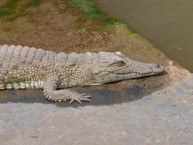 6-Day Safari Adventure: Samburu, Aberdare and Lake Naivasha - Who Would Love This Tour?