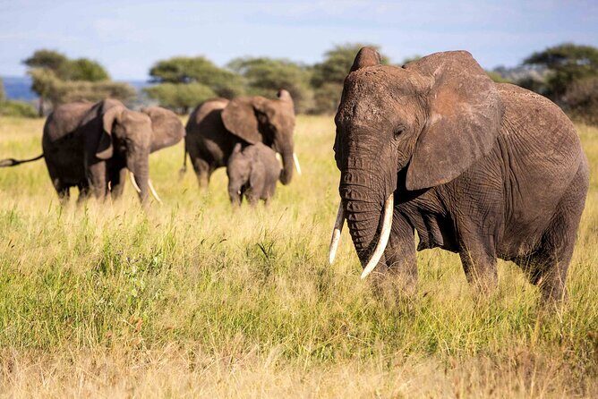 6 Day Safari to Amboseli National Park Lake Nakuru and Masai Mara - The 6-Day Kenyan Safari in Detail