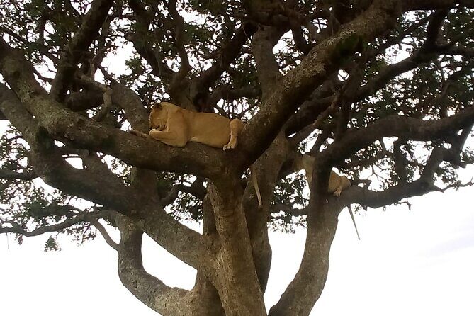6-Day Safari to Samburu, Lake Nakuru & Masai Mara - FAQ