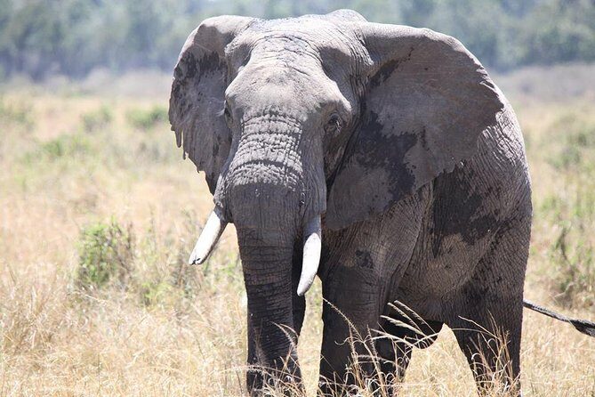 6-Day Samburu, Lake Nakuru, and Masai Mara Safari - Final Thoughts