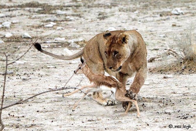 6 Day Sand, Sea & Etosha Budget Camping Safari - FAQs