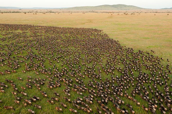 6-Day Serengeti Migration: Private Safari with Mid-range Luxury - Introduction: What Makes This Safari Stand Out?