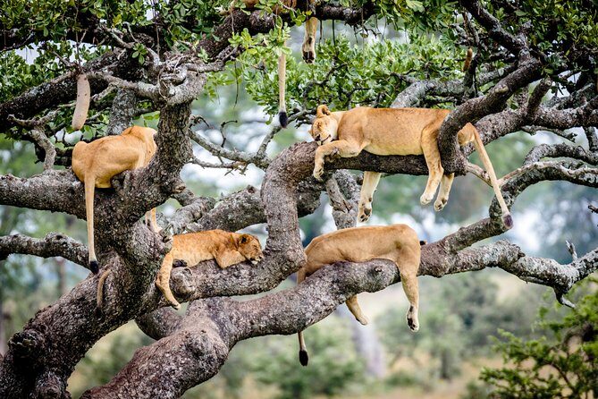 6-Day Serengeti Migration: Private Safari with Mid-range Luxury - Practical Considerations and Tips