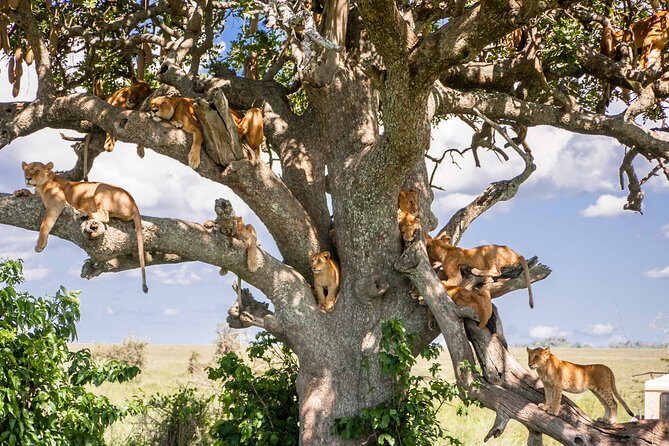 6-Day Serengeti Migration: Private Safari with Mid-range Luxury - Who Is This Safari Best Suited For?