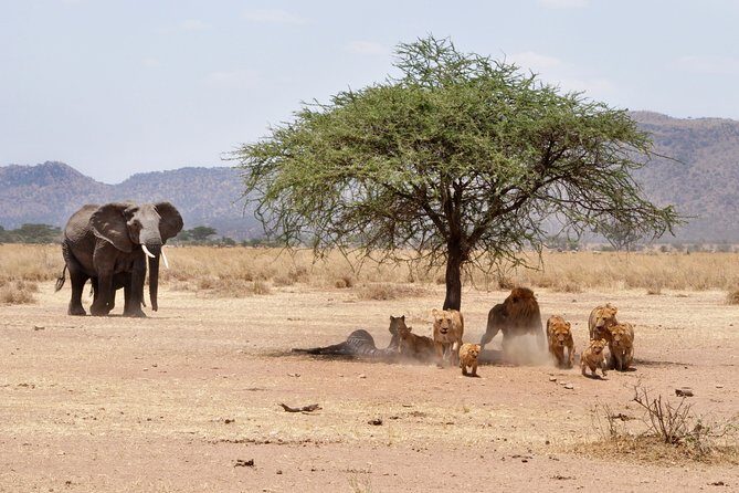 6-Day Serengeti Migration: Private Safari with Mid-range Luxury - The Sum Up