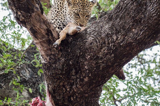 6-Day Serengeti Migration: Private Safari with Mid-range Luxury - FAQs