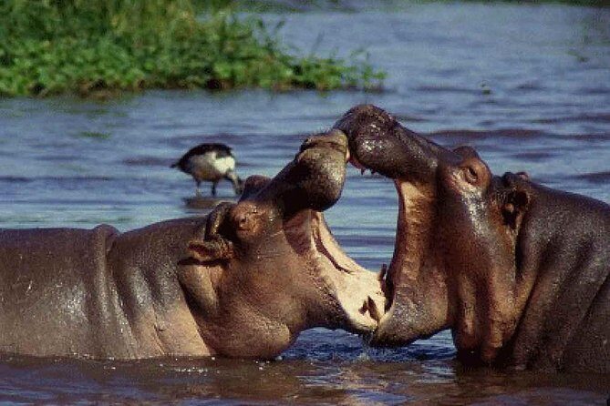 6 Day Serengeti wildebeest migration Camping Safari - FAQ