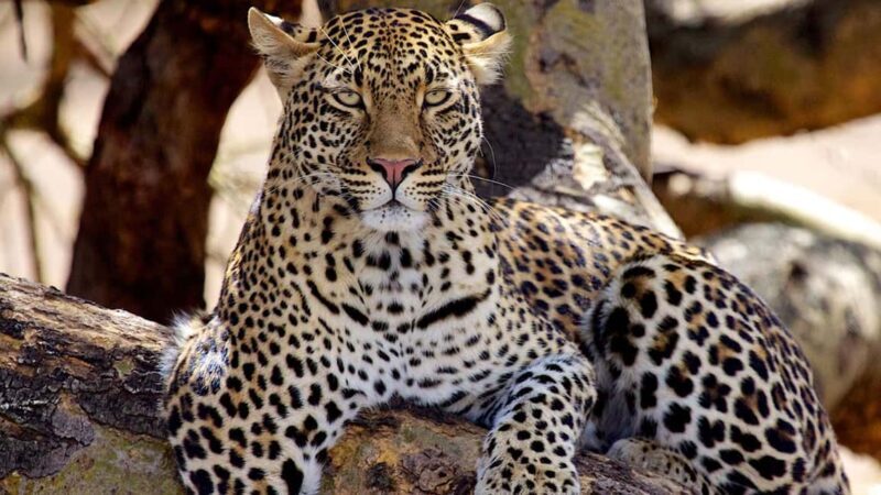 6-Day Tanzania Safari Adventure Journey Through the Wild - Key Points