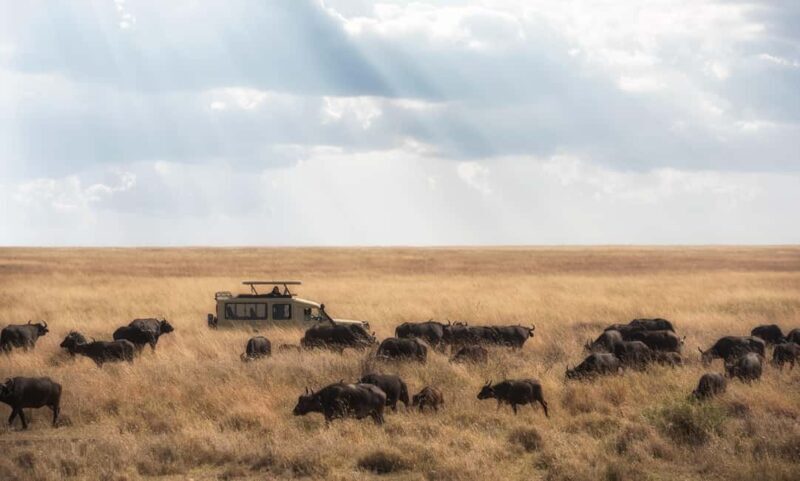 6-Day Tanzania Safari Adventure Journey Through the Wild - Exploring the Itinerary in Detail