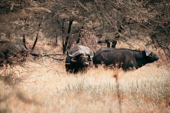 6-Day Tanzania Safari Experience  Midrange - The Experience: What Past Travelers Say
