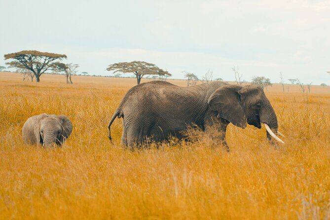 6-Day Tanzania Safari Experience  Midrange - Who is This Tour Best Suited For?