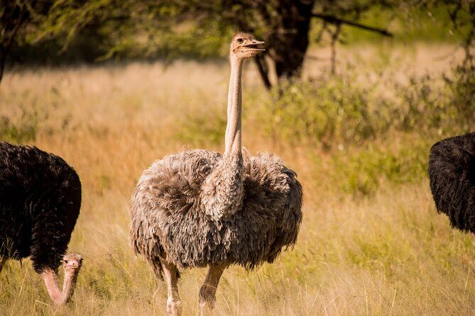 6-Day Tanzania Safari Experience  Midrange - FAQ