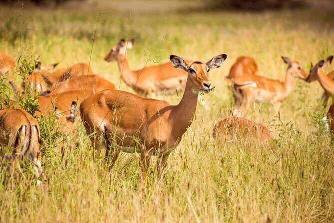 6-Day Tanzania Safari Experience  Midrange - Final Thoughts