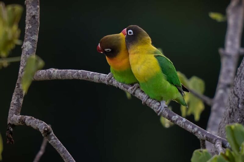 6-Day Tanzania Safari Landscapes & Wildlife Tour - Who Is This Tour Best For?
