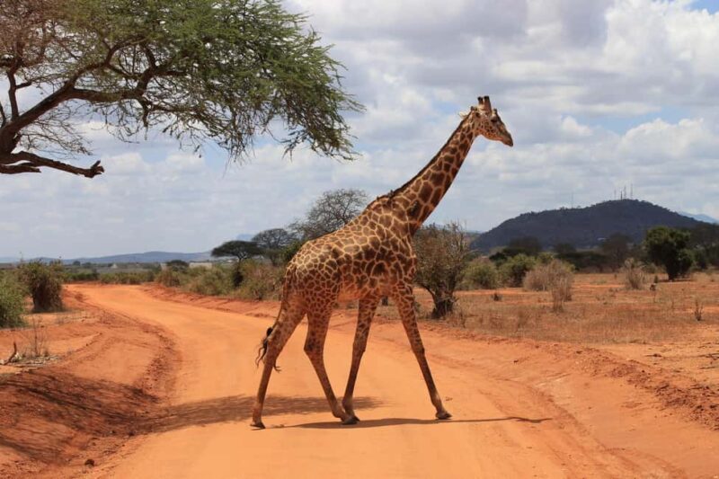 6-Day Tanzania Tour, experience wildlife Nature - Key Points