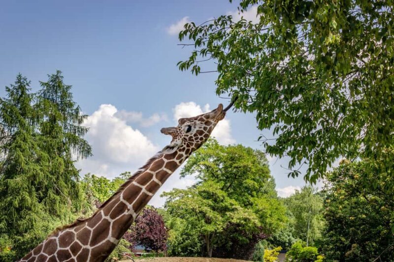 6-Day Tanzania Tour, experience wildlife Nature - Exploring the 6-Day Tanzania Safari