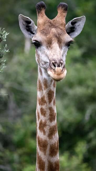 6-Day Tanzania Tour, experience wildlife Nature - Authenticity & Experience