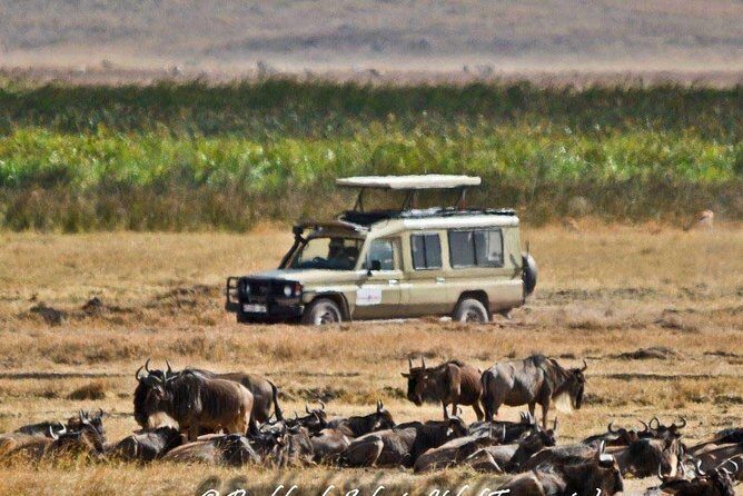 6 Day Tanzania Wildlife Mid range Safari - Authentic Experiences Shared by Travelers