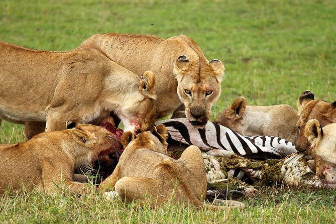 6 Day Tanzania Wildlife Mid range Safari - Why This Safari Represents Good Value