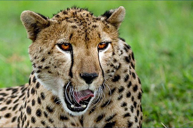 6 Day Tanzania Wildlife Mid range Safari - Who Is This Tour Best For?