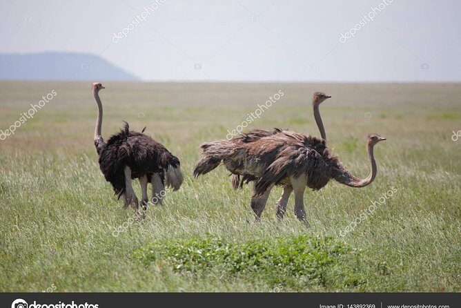 6 Day Tanzania Wildlife Mid range Safari - FAQs