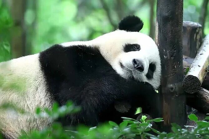 6-Day Tour Dujiangyan, Qingcheng Mountain, Chengdu Panda Base - Key Points