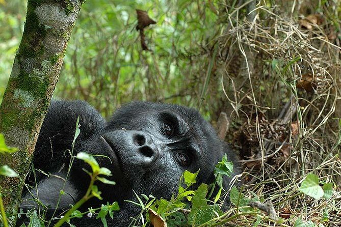 6-Day Uganda Gorilla Adventure (Fly-in) - Final Thoughts