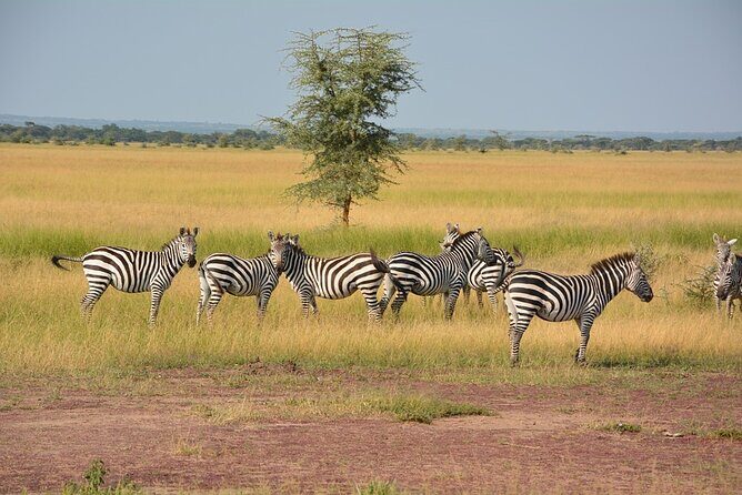 6-Day Unforgettable Tour in Tanzania - An Honest Look at the 6-Day Tanzania Safari Experience